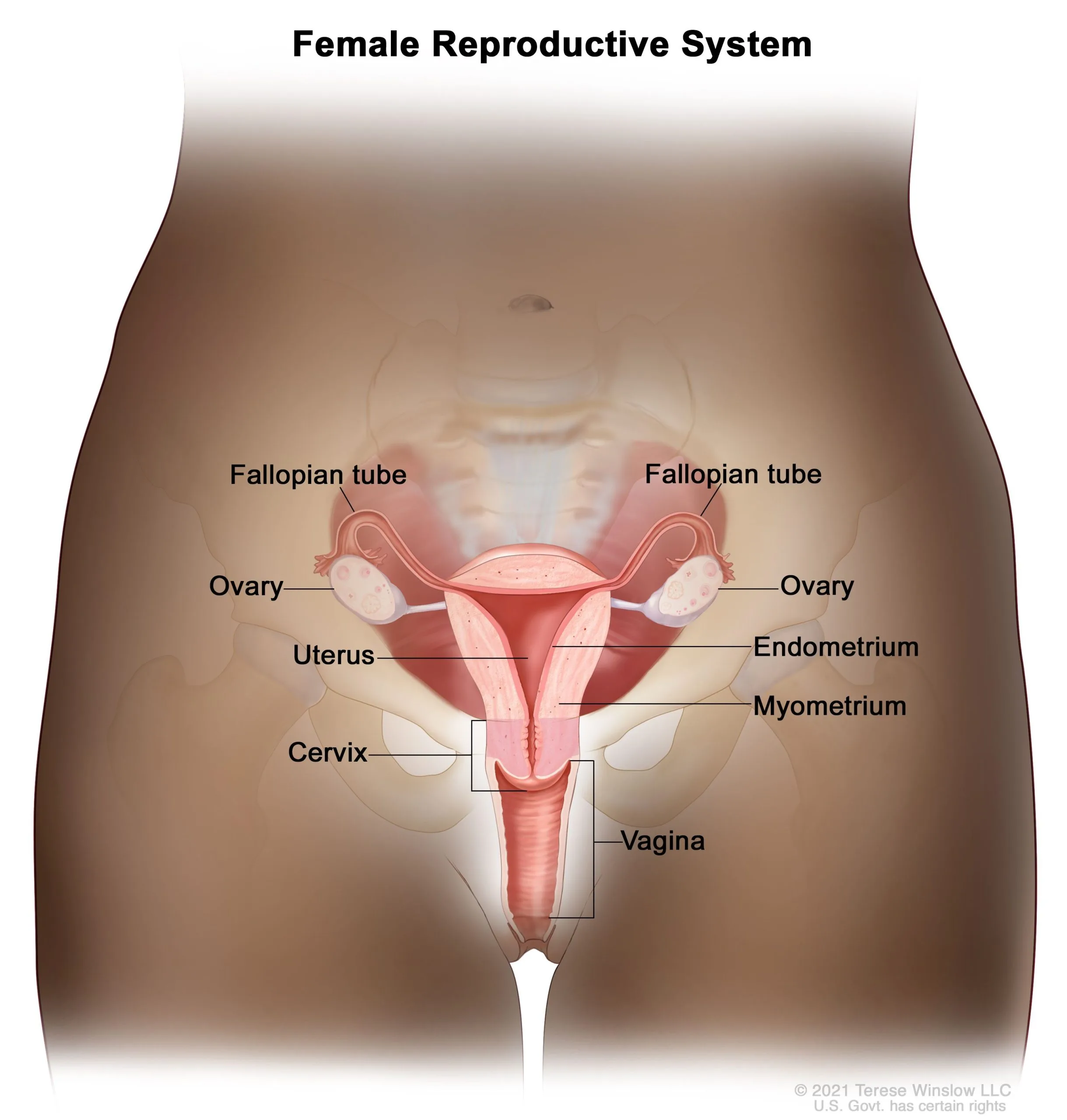 Uterus Tube